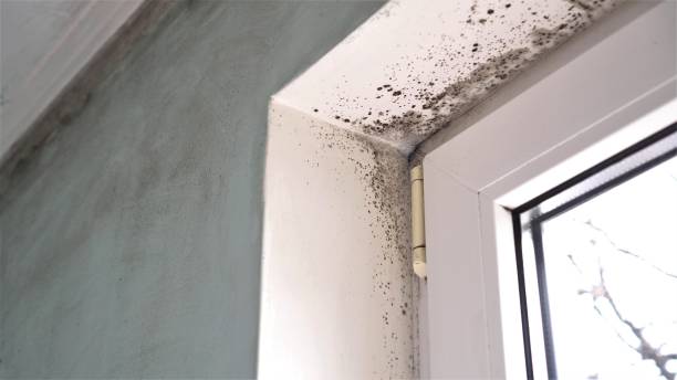 Best Dehumidification Services  in Kingsford, MI