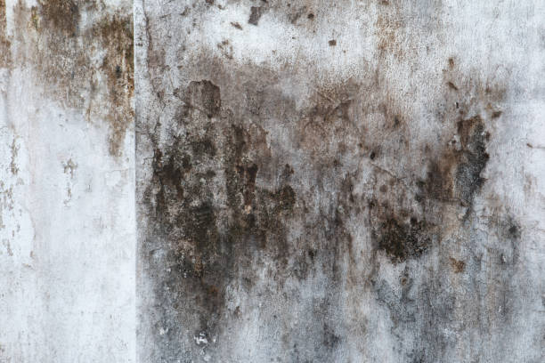 Best Comprehensive Air Testing for Mold Contaminants  in Kingsford, MI