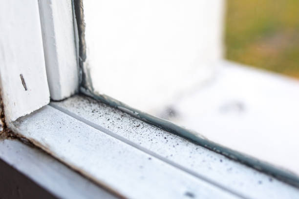 Best Commercial Mold Inspection  in Kingsford, MI
