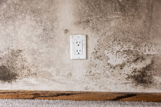 Best Industrial Mold Remediation  in Kingsford, MI
