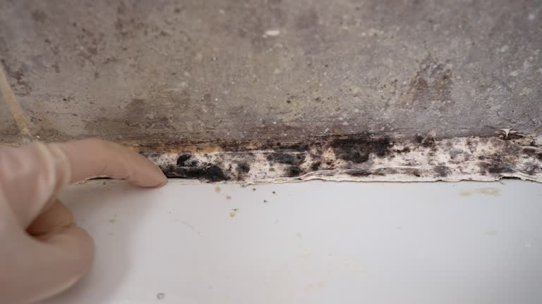 Best Crawl Space Mold Remediation  in Kingsford, MI