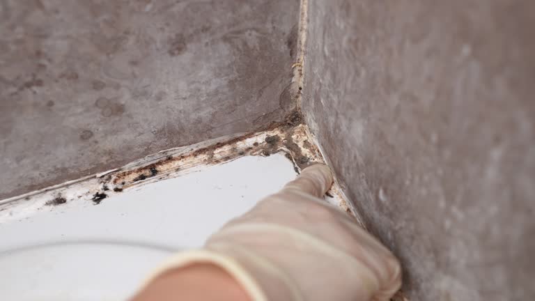 Best Airborne Mold Testing  in Kingsford, MI